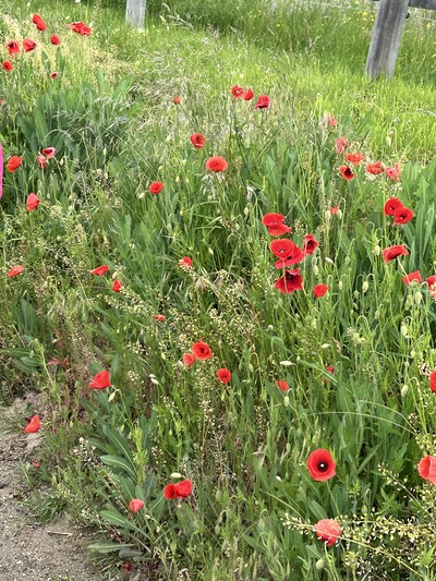 Gelöbniswallfahrt Maria Anzbach